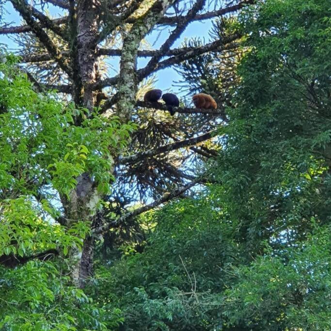 Sitio Recanto Feliz Gramado Ngoại thất bức ảnh